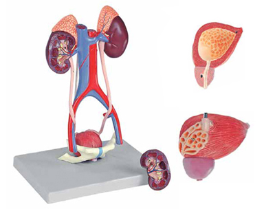 Urinary System 5 Parts